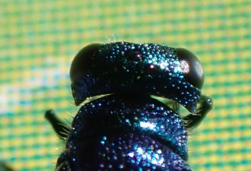 Pseudomalus auratus
